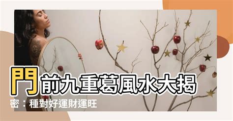 九重葛招財|門前種九重葛風水秘訣：招財納福、旺運氣 